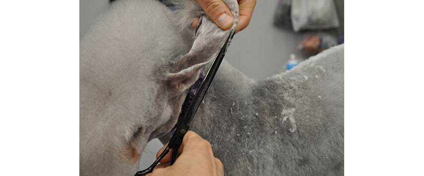 How to Groom a Bedlington Terrier